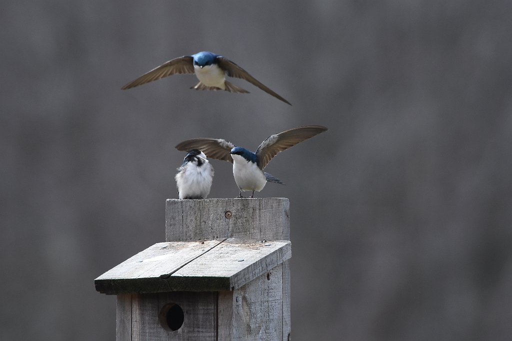 Swallow, Tree, 2018-04089559 Westborough, MA.JPG - Tree Swallows. CMRCM Air Field, Westborough, MA, 4-8-2018